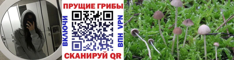 Псилоцибиновые грибы Psilocybine cubensis  Осташков 